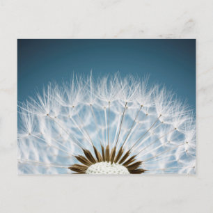Dandelion Seeds Vykort