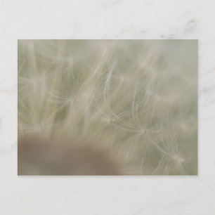 Dandelion Seeds Vykort