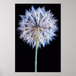 Dandelion (Taraxacum Officinale) Poster