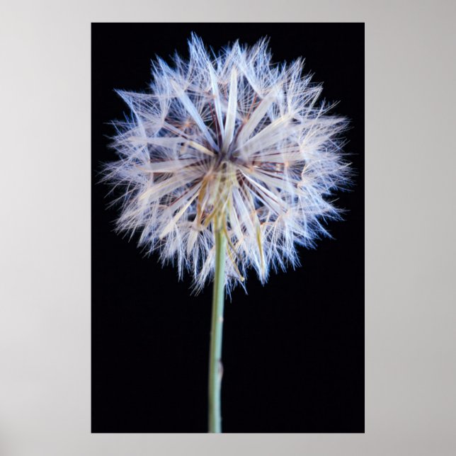 Dandelion (Taraxacum Officinale) Poster (Framsidan)