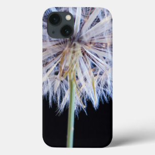 Dandelion (Taraxacum Officinale) Utsäde