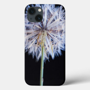 Dandelion (Taraxacum Officinale) Utsäde
