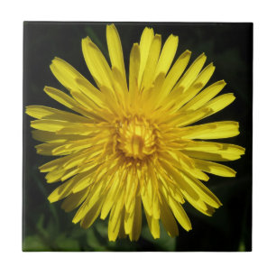 Dandelion Tile Kakelplatta