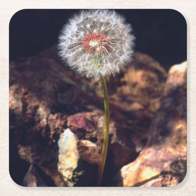 Dandelion Underlägg Papper Kvadrat (Framsidan)