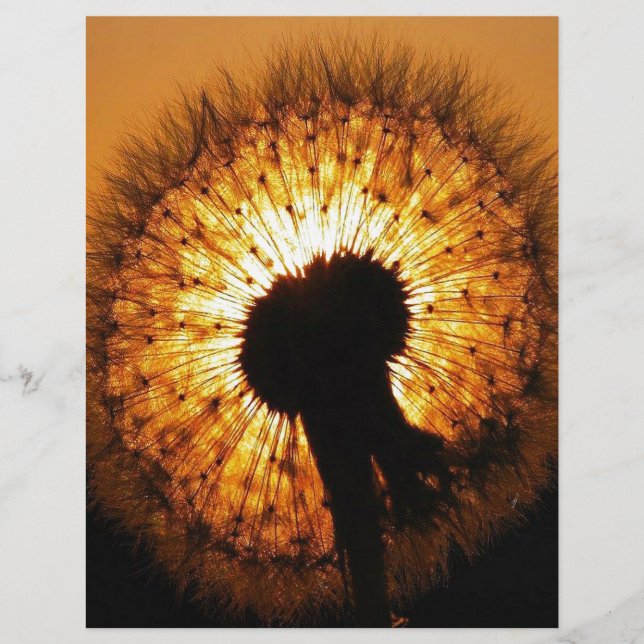 Dandelion vid Sunset (Framsida)