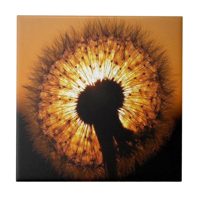 Dandelion vid Sunset Kakelplatta (Framsidan)