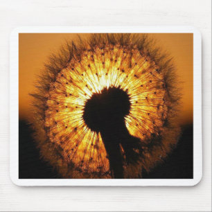 Dandelion vid Sunset Musmatta