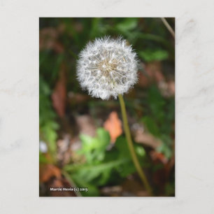 Dandelion Vykort