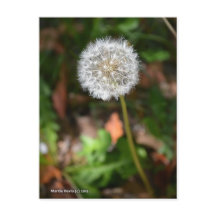 Dandelion