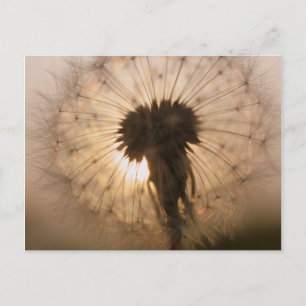 Dandelion Vykort