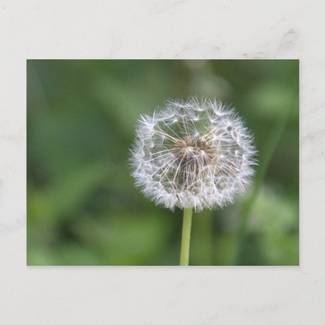 Dandelion Vykort (Framsida)