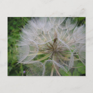 Dandelion Vykort