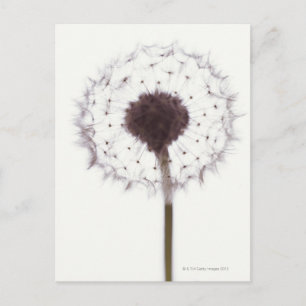 Dandelion Vykort
