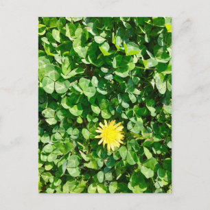 dandelion vykort