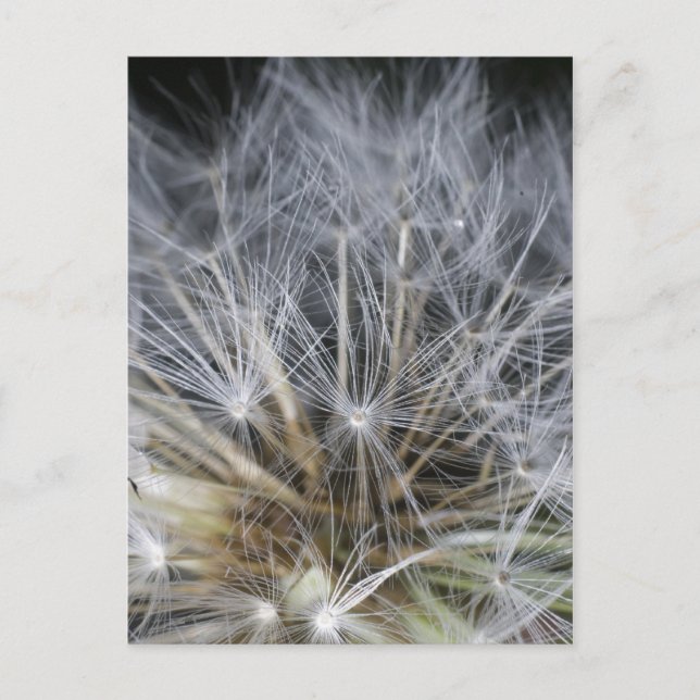Dandelion Vykort (Framsida)