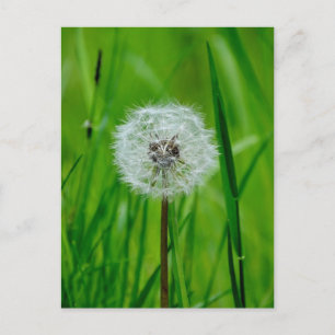 Dandelion - vykort