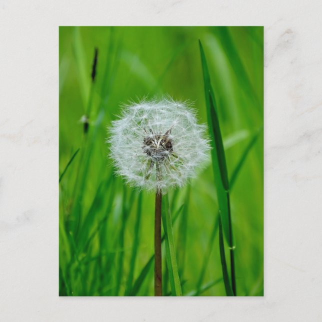 Dandelion - vykort (Framsida)