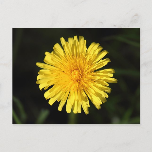 Dandelion Vykort (Framsida)