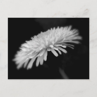 Dandelion Vykort