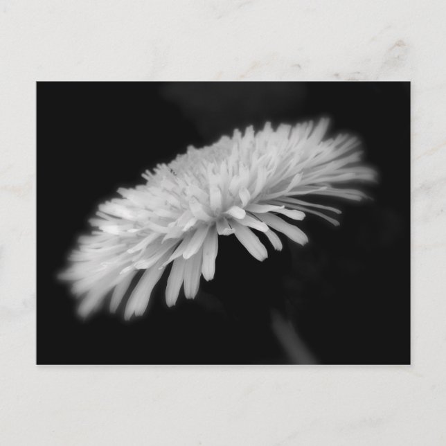Dandelion Vykort (Framsida)