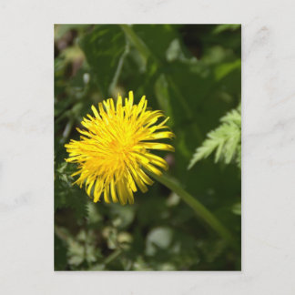 Dandelion Vykort
