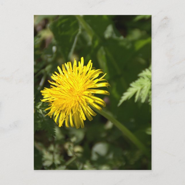 Dandelion Vykort (Framsida)