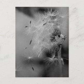 Dandelion Vykort