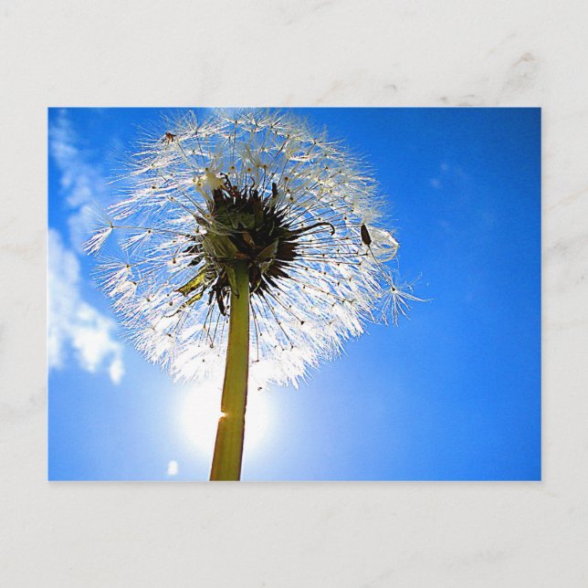 Dandelion-vykort Vykort (Framsida)