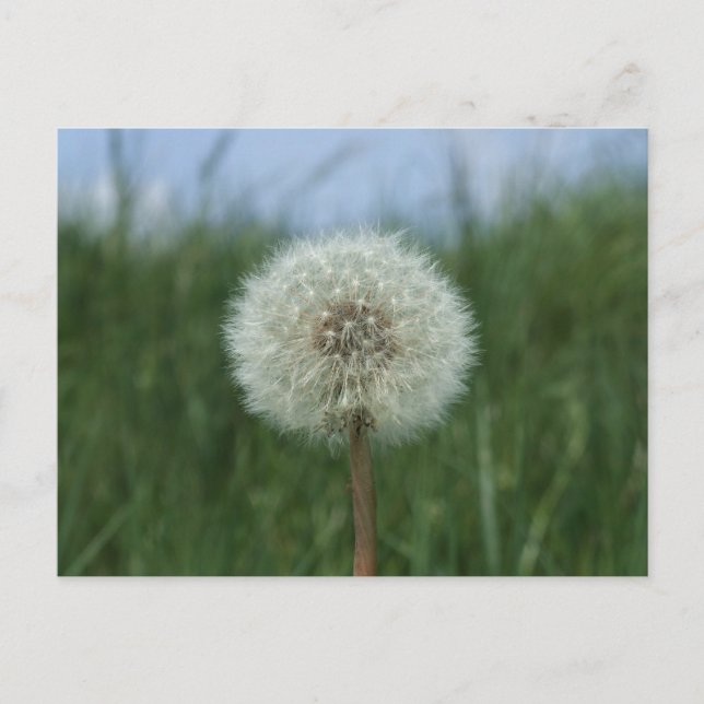 Dandelion-vykort Vykort (Framsida)