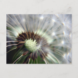 Dandelion-vykort Vykort