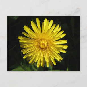 Dandelion-vykort Vykort