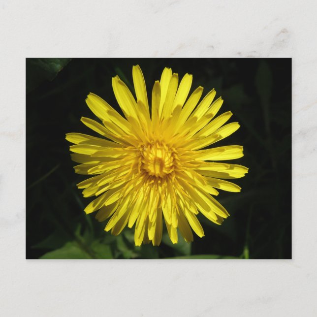 Dandelion-vykort Vykort (Framsida)