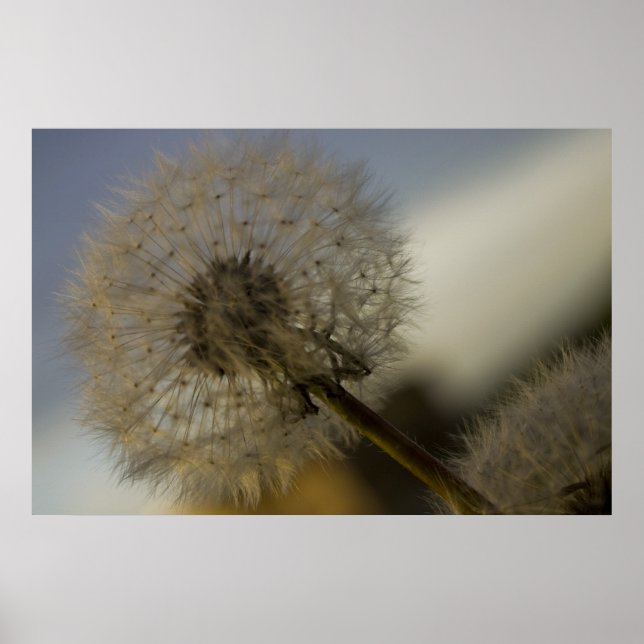 Dandelion Whine bra art print Poster (Framsidan)