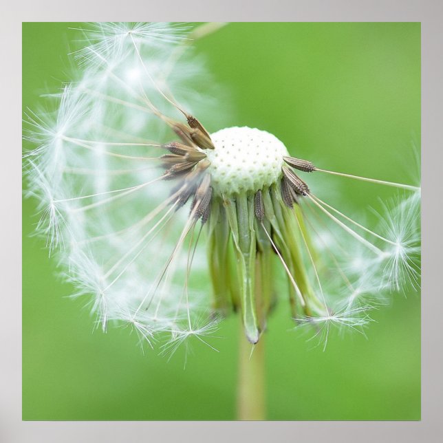 Dandelion Wish Made Poster (Framsidan)