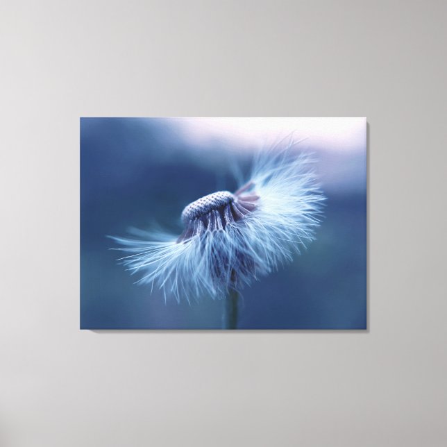 Dandelion Wrapped Canvas Art (Framsida)