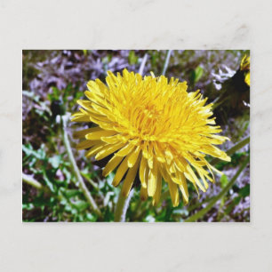 Dandelionblomma i gräs vykort