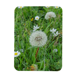 Dandelionblomman väntar på vinden magnet