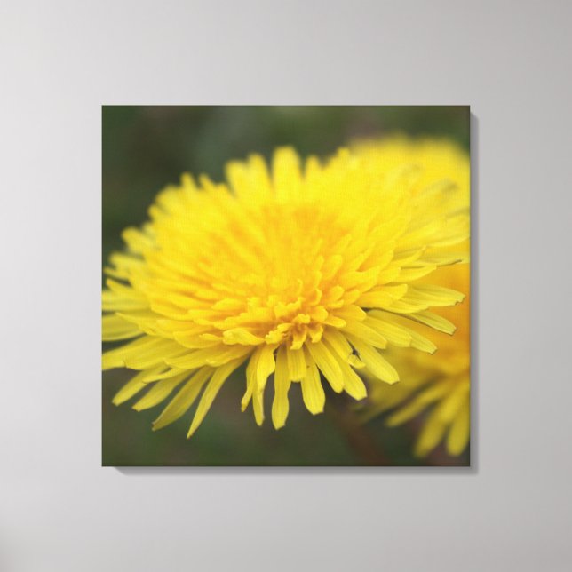 Dandeliondrömmen. Söt gult vild blomma Canvastryck (Framsida)