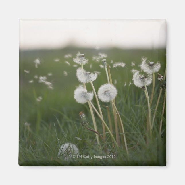 Dandelioner blåser i vinden. magnet (Framsidan)