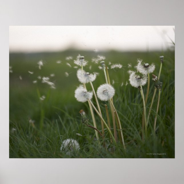 Dandelioner blåser i vinden. poster (Framsidan)