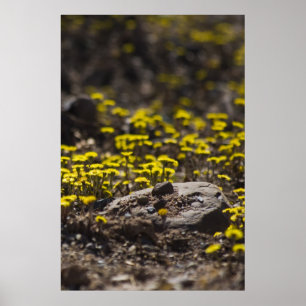 Dandelioner i Skogen bra-teckningar Poster