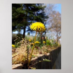 Dandelioner i solskenet poster