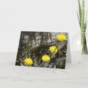 Dandelioner, kort