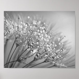 Dandelionfrö med vattenvägg Art 2 Poster