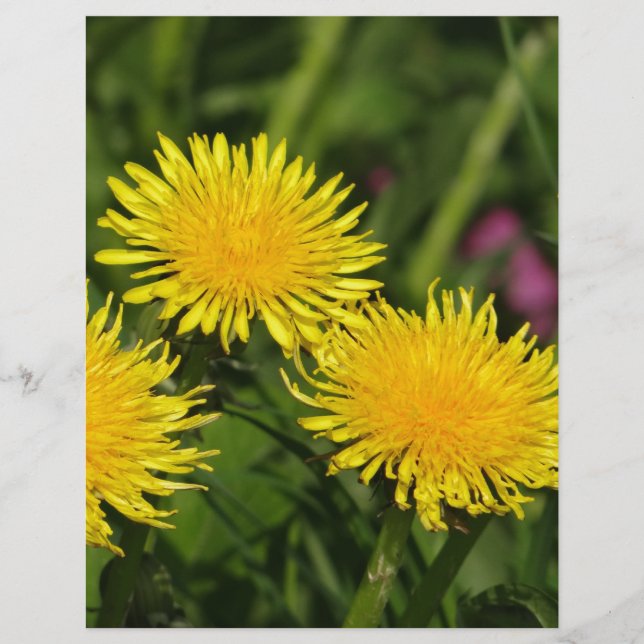 Dandelions (Framsida)