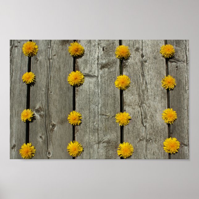 Dandelions Background Poster (Framsidan)