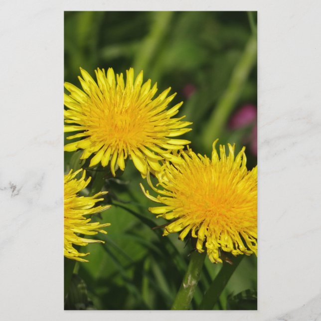 Dandelions Brevpapper (Framsida)