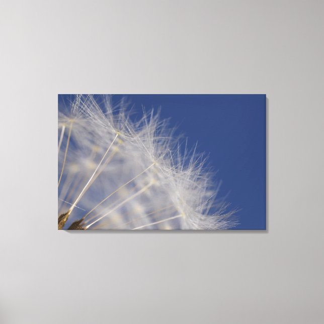 Dandelions Canvastryck (Framsida)