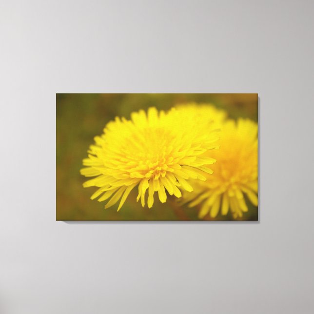Dandelions dröm. Söt gult vild blomma Canvastryck (Framsida)