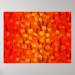 Dandelions Fält Summer Flowers Red Orange Ombre P Poster